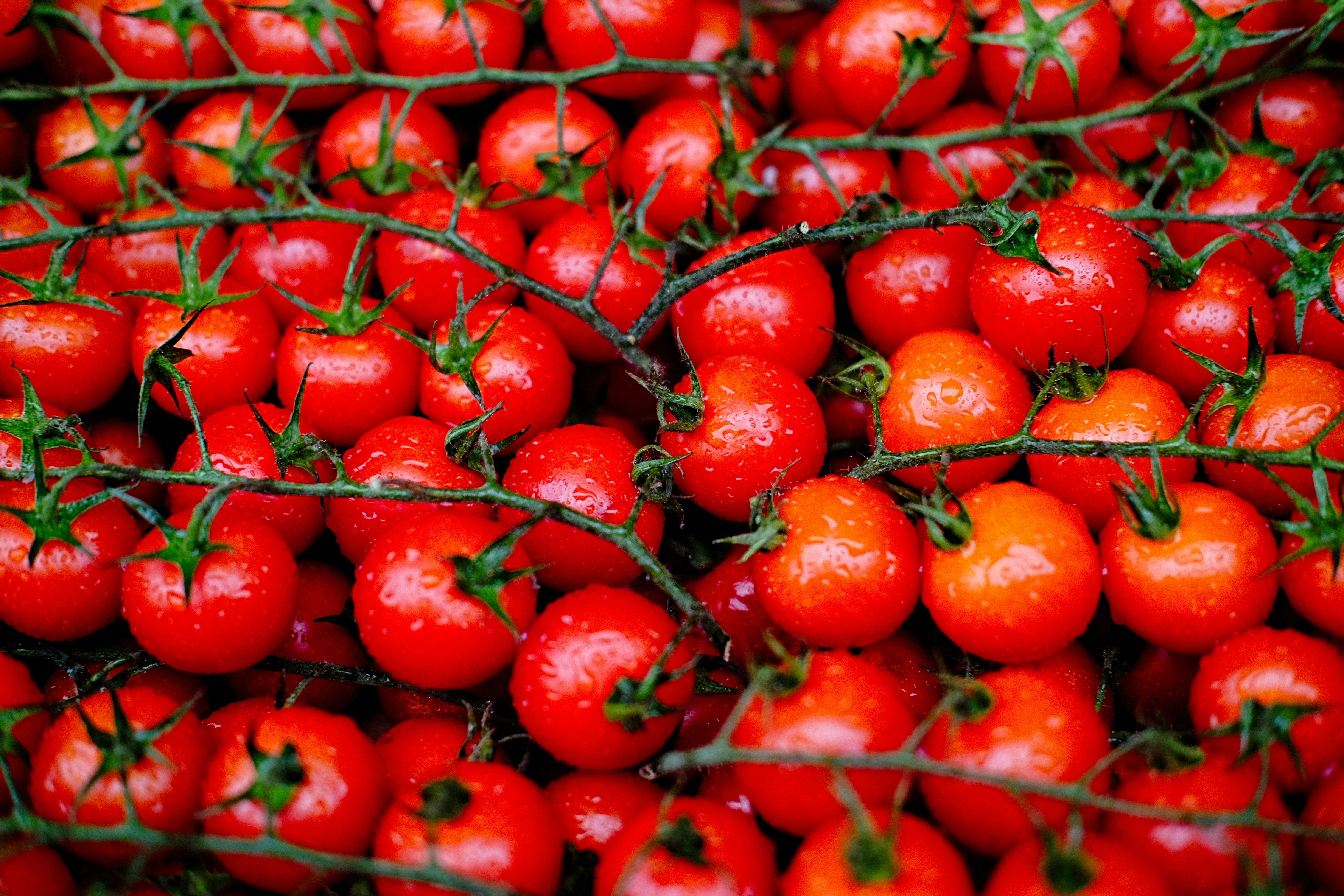 red round fruits on green grass during daytime